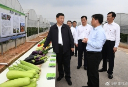 习近平祝福乡亲们：芝麻开花节节高